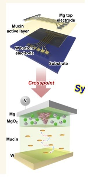 뮤신을 이용해 제작한 AI 메모리 소자의 구조 개략도. <김현재 연세대 교수 연구팀 제공>
