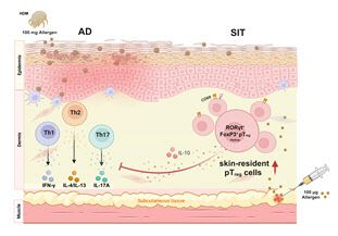 RORγt 발현 조절 T세포는 병원성 T세포 면역반응을 억제해 치료 효과가 나타난다.