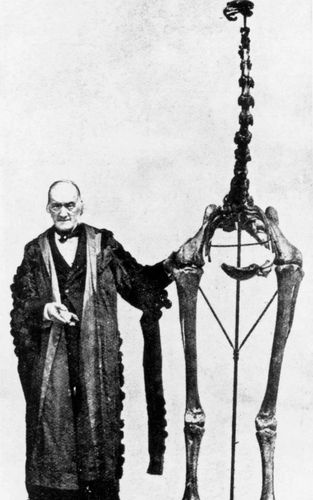 모아새의 뼈대 [영국 런던 자연사박물관. 재판매 및 DB 금지]