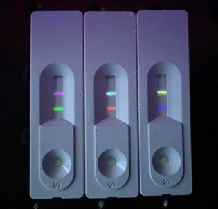 양자점 소재를 이용한 다중 진단 키트[유니크닷 제공. 재판매 및 DB 금지]