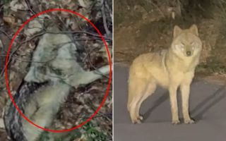 드론에 딱 걸렸다…늑구 최신 모습