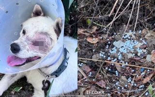 '반려견 비비탄 난사' 해병대원, 강등 징계 불복 항고