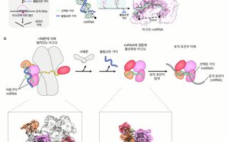 우리 몸속 '희대의 암살자' 아고넛, 너는 누구냐