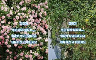 "야밤에 남의 집 장미 싹둑" 망가진 수원 명물...꽃 훔쳤다 징역형 위기?