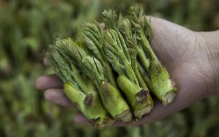 “이거 두릅 맞다니까?” 이 말 믿고 먹었다가 응급실행…봄철 독초 사고 매년 터진다