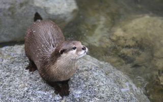 “무언가가 다리를 확 잡아당겼다”…호수서 수영하다 38바늘 꿰맨 美 여성, 무슨 일?