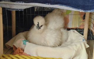 “유모차 태우고 모자 씌워” 들여다보니 충격…中 대도시 휩쓴 ‘애완닭’ 열풍