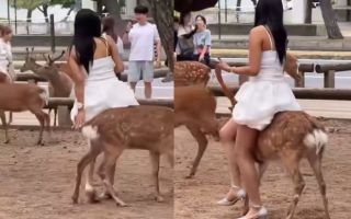 사슴 등에 올라타려던 여성…몰상식·동물학대 논란