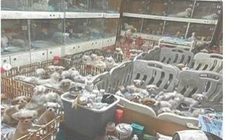 “살아있는 개 배 갈라 새끼 꺼내”…‘1400마리’ 번식장 업주, 냉동고선 개 사체 쏟아졌다
