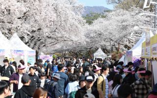 렛츠런파크 서울 벚꽃축제, 28만 인파 몰렸다