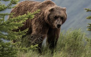 "죽는 줄 알았다"…곰 습격 받은 70대, 주먹으로 '그곳' 때려 탈출