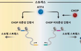 세포 스트레스 속 생존·사멸 선택 유전자 조절 원리 규명…암·당뇨병 등 치료 활용 기대