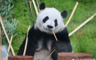 "폭염 이기는 귀여움"…中 동물원, 판다 팬들로 인산인해