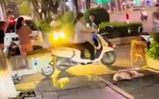 대형견이 반려견 물어 죽이자…분노한 中 견주, 스쿠터 몰고 돌진