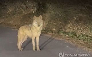 대전 오월드 인근 야산서 '늑구' 발견…수색 당국과 대치 중