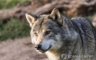 늑대가 나타났다