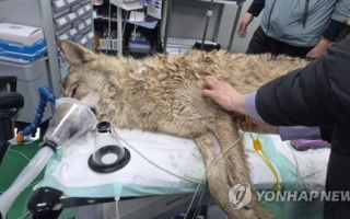 대전 늑대 '10일간의 탈출' 막 내려…건강 이상 없어