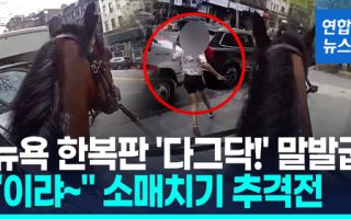 뉴욕 한복판서 서부영화?…"이랴!" 말타고 "멈춰!" 경찰 추격전