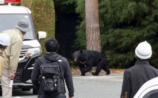 일본 작년 곰 출몰 5만건 '역대 최다'…1만4천700여마리 잡혀