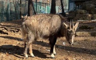 속리산에 1급 멸종위기종 산양 6마리 추가 방사
