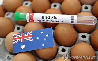 호주서 고병원성 조류인플루엔자 첫 확진…"확산 차단에 총력"