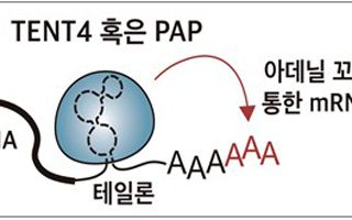 바이러스서 찾은 RNA 보호전략…mRNA 수명 3배 늘렸다