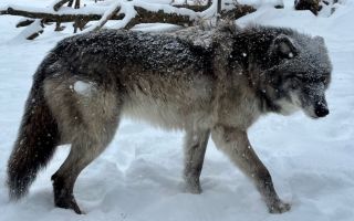 미 동물원서 두 살배기 방치하고 휴대전화 보다가…늑대가 손가락 '콱'