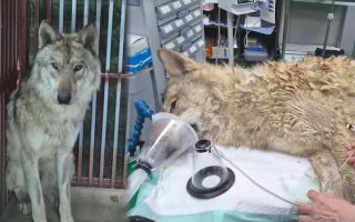 동물원 탈출 '늑구' 9일만 포획…"무사 귀환 환영"