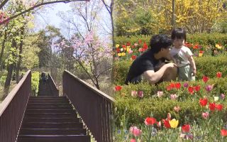 "봄 나들이 떠나요"…봄꽃 절정 '율곡수목원'