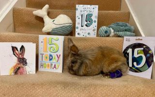 영국 15살 토끼, '세계 최고령' 기네스 기록…아내 둘 먼저 떠나보내