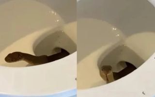 변기에서 고개 든 검은 물체…필리핀 호텔 투숙객, 킹코브라 출현에 깜짝