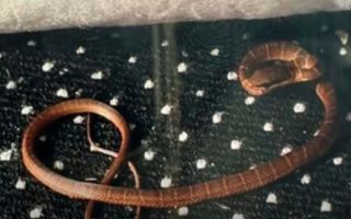 "건초 더미서 바늘 찾기"…영국행 비행기서 발견된 독사, 행방 묘연