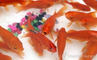 영국도 '소음 갈등'...이웃 연못 물고기까지 죽인 70대