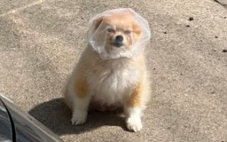학대 아닙니다…강아지에 양파망 씌운 이유는?