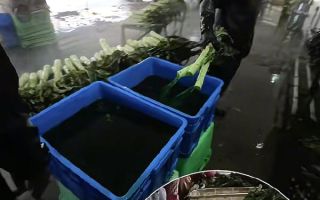 ‘발암 배추’ 이어 ‘염색 상추’ 논란…“中 세관에 수입 여부 문의”