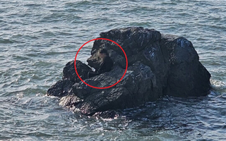 “잠깐 눈붙였는데 밀물이”...대부도 갯바위서 고립된 60대 여성 구조