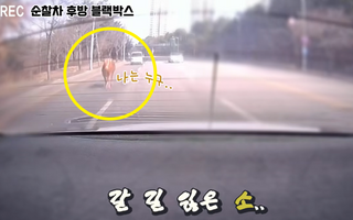 "살고싶소" 축사 탈출한 황소 한 마리, 도로서 '牛당탕탕' 전력 질주