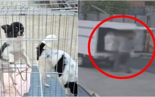 "치와와 한마리 팔라" 거절했더니, 새벽에 트럭 끌고와 개 철장째 훔쳐간 남성
