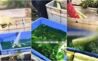 中 '발암 배추' 이어 '염색 상추' 논란...정체불명 '초록 물'에 풍덩 '경악'