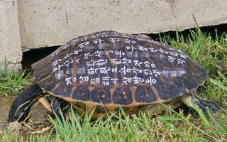 “등에 마구 낙서해 방생”…거북이 발견에 전문가들 분노한 이유