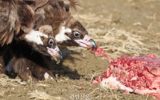 3000km 날아온 ‘귀한 손님’ 위해 열리는 독수리 식당 [포토다큐]
