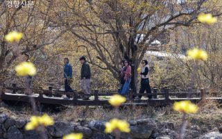 ‘노란 봄이 피었다’…구례 산수유꽃축제 개막 [정동길 옆 사진관]