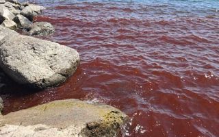 “피 아냐?” 관광객 경악…“종말 징조” 공포 확산한 ‘이곳’ [포착]