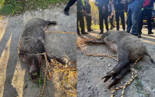 아파트 주차장에 120kg 멧돼지가···주민과 경비원 들이받았다