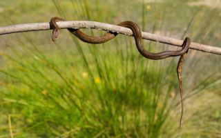 "아버지 앞으로 4억대 보험 가입하더니"···독사 풀어 살해한 20대 형제"