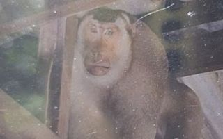 사람 살해한 뒤 경찰 노려보다 달아나…태국 '원숭이 습격'으로 60대 사망