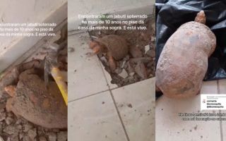 바닥 타일 깼더니 거북이가 엉금엉금…"갇힌 채 10년 넘게 생존"