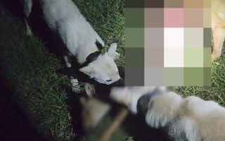 한밤에 진돗개 풀어 야생동물 160마리 잔혹 사냥한 30대男..대체 무슨 일?