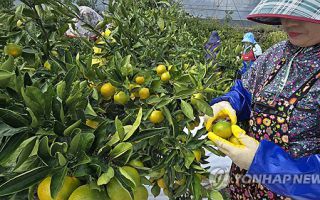 제주도, 여성농업인 특수건강검진비 지원대상 80세까지로 확대