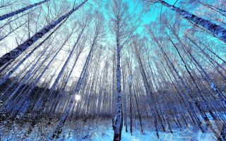 아름다운 눈옷 입은 인제 자작나무숲